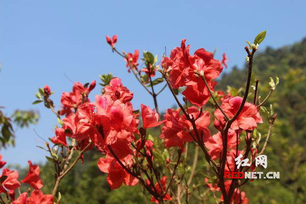 世界最大蕨根糍粑将亮相莽山杜鹃花节 "蛇王"出山助阵