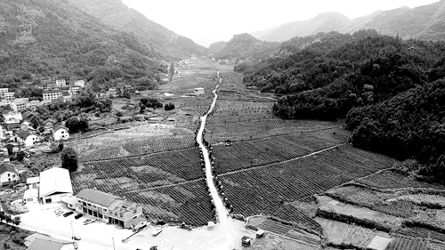 千年安化黑茶再崛起 健康需求和养生文化备受关注