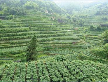 龙塘村人口_吴川市樟铺镇龙塘村