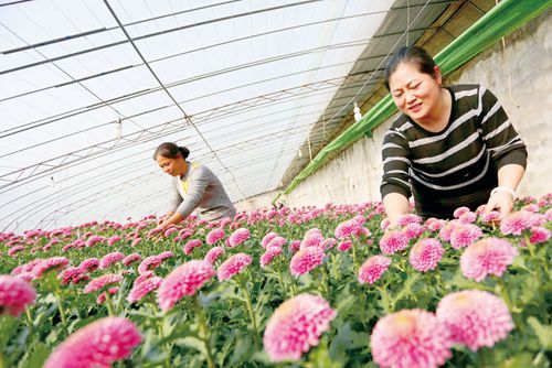 江苏东海县走出了一条乡村振兴与产业富民的双