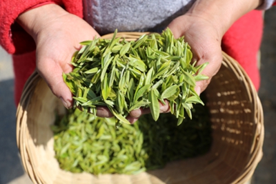 图为采摘的新鲜茶叶