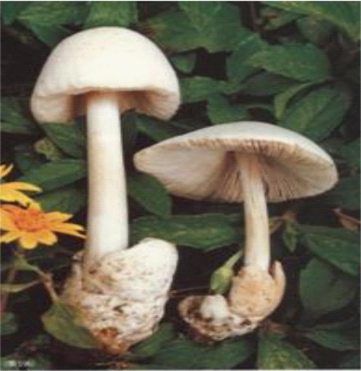 粘盖包脚菇.png