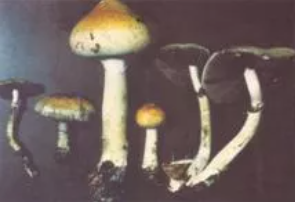 1629196803(1).png