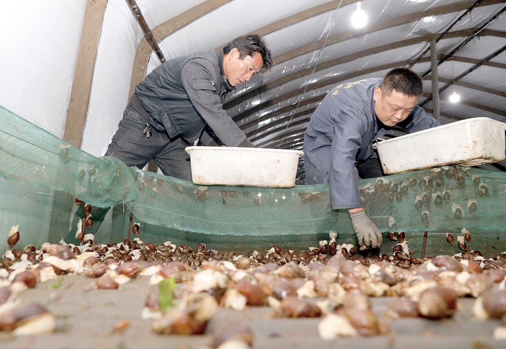 濉溪县铁佛镇赵集村图片